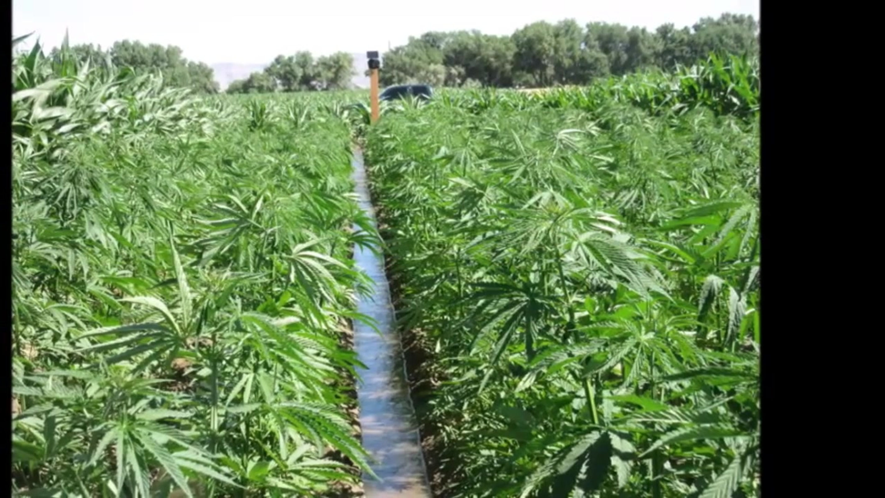 full spectrum vs isolate